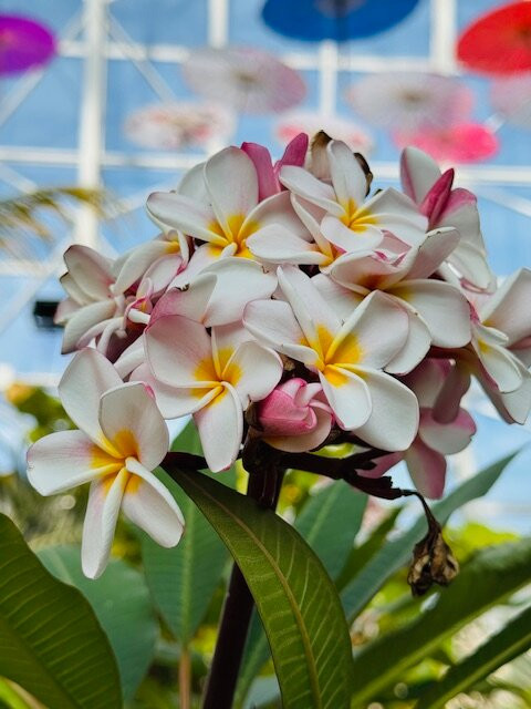 Myriad Botanical Gardens-俄克拉何马城必去景点