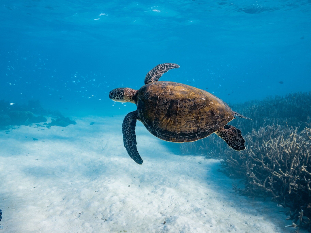 Ningaloo Reef Whale Sharks-珊瑚湾必去景点