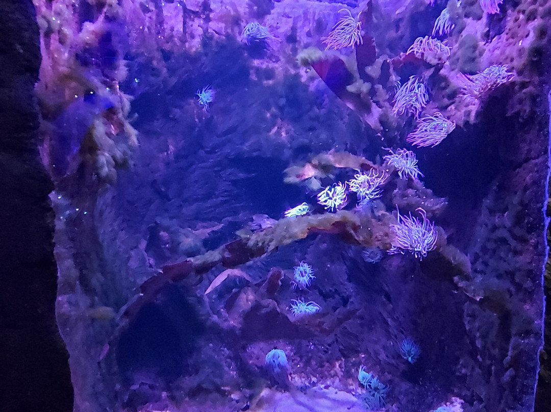 St Andrews Aquarium-圣安德鲁斯必去景点