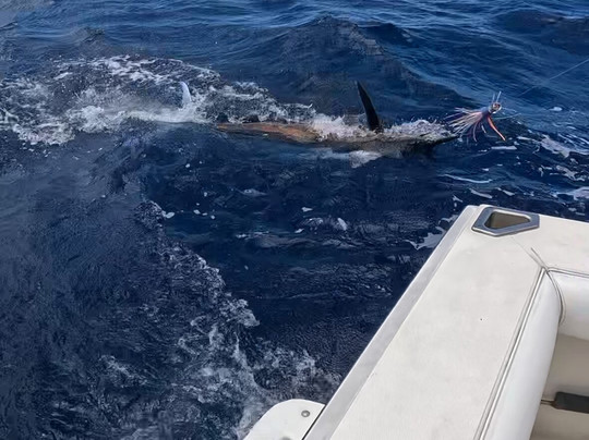 Whipsaw Sportfishing-火奴鲁鲁必去景点