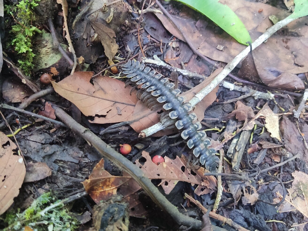 Table Waterfall-斗湖必去景点