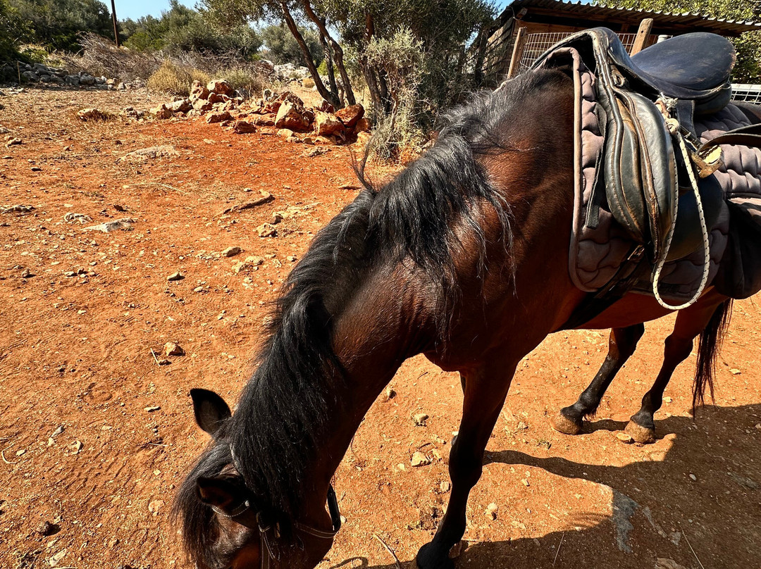 Amarillis Stable-Mochos必去景点
