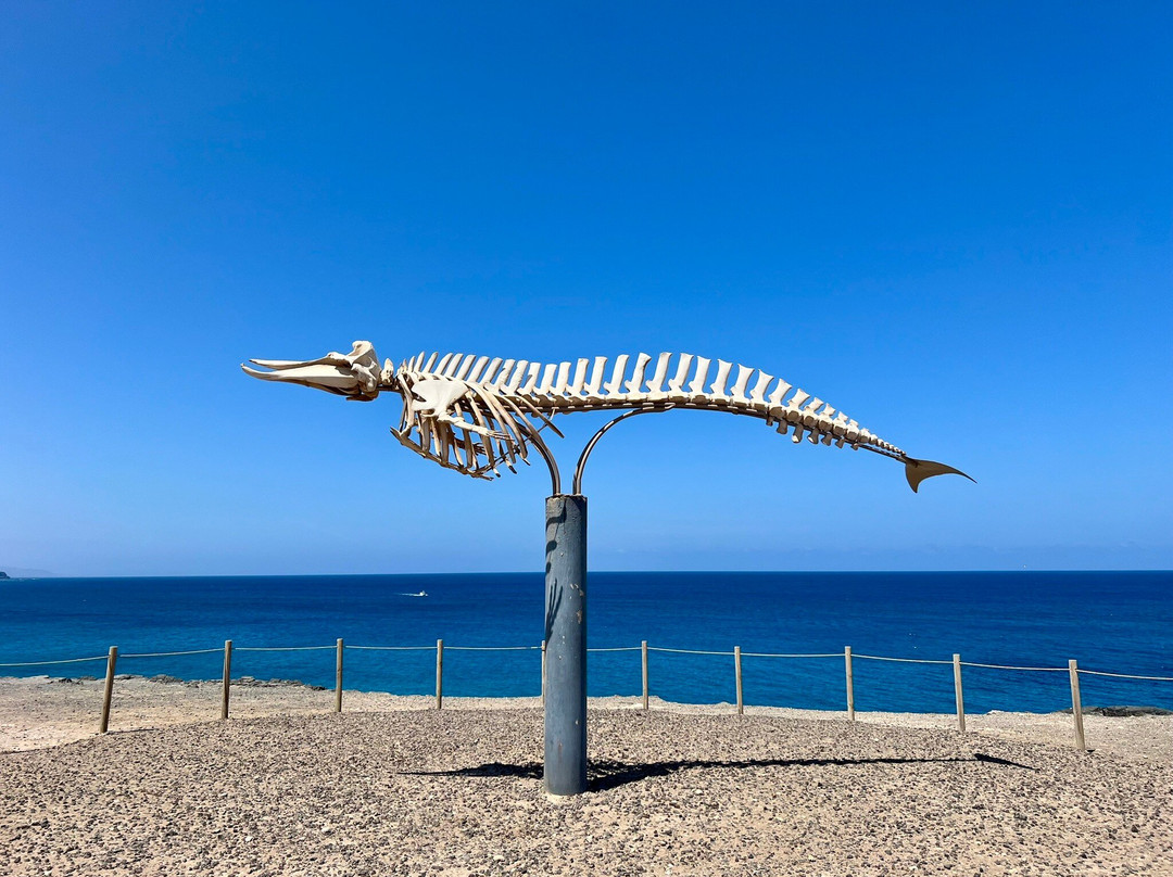 Cuvier's Beaked Whale Skeleton-El Cotillo必去景点