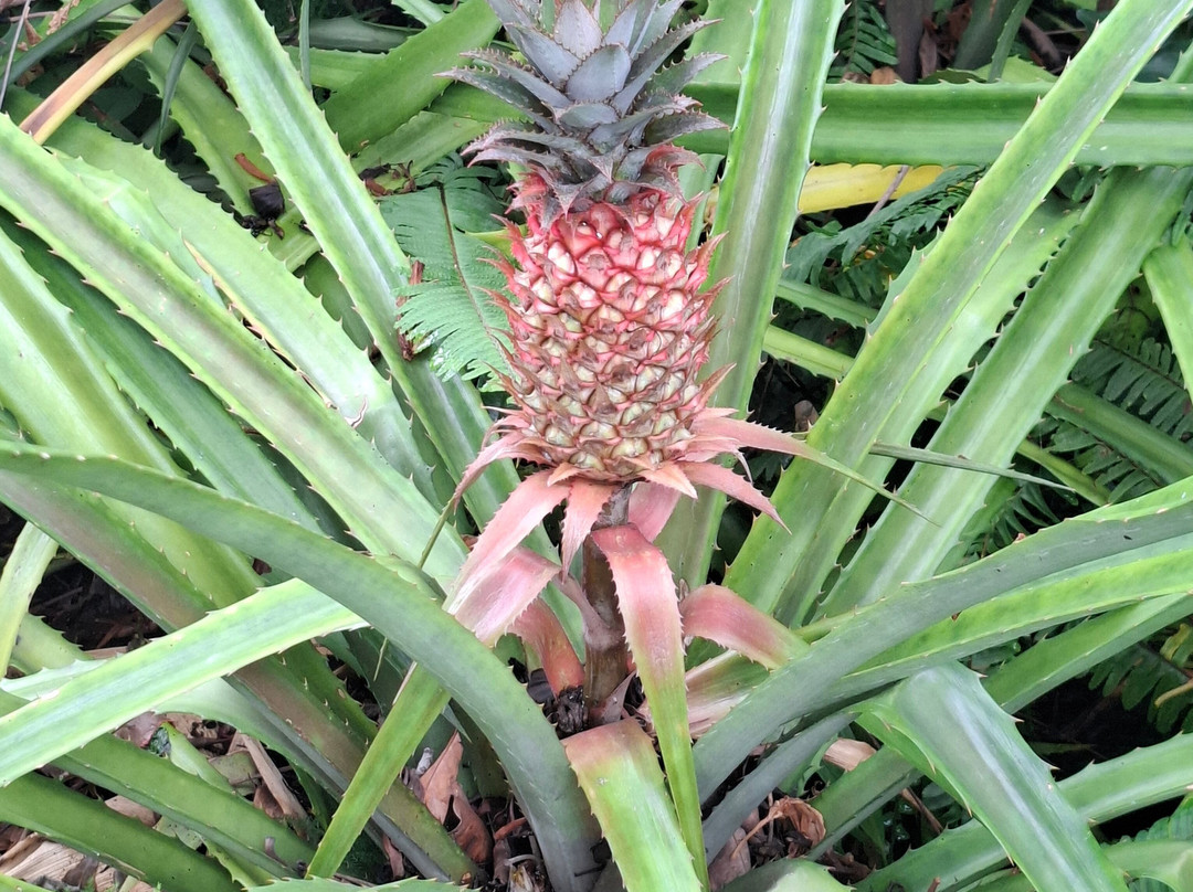 Botanischer Garten景点图片
