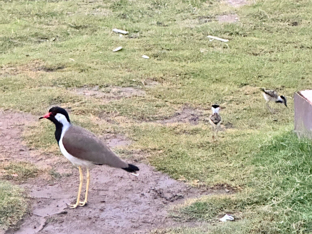 City Park, Kota-科塔必去景点
