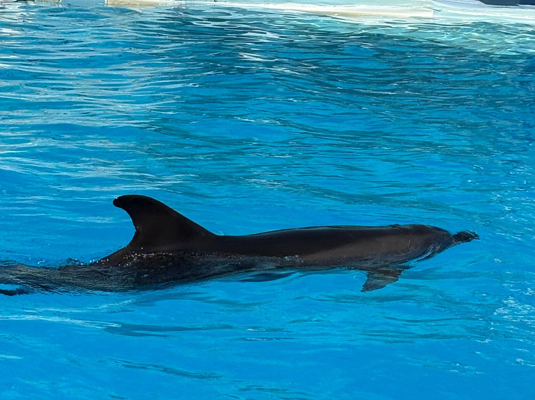 Dolphina Park-沙姆沙伊赫必去景点