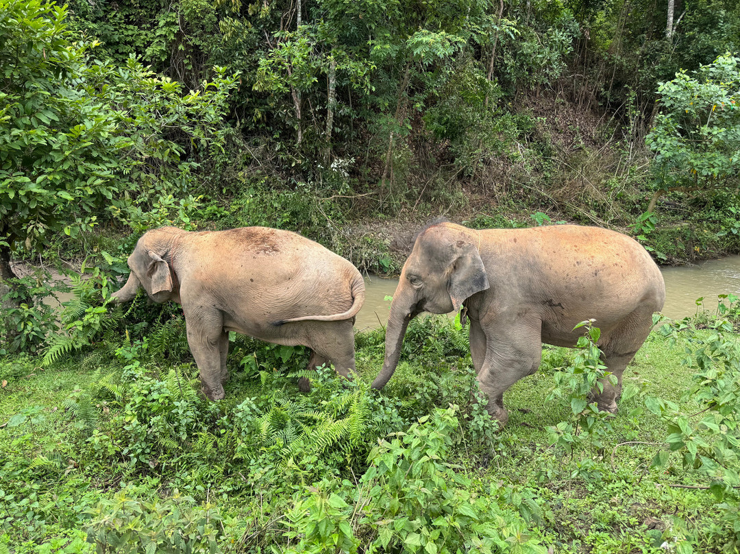 Blue Daily Elephant Care Sanctuary景点图片