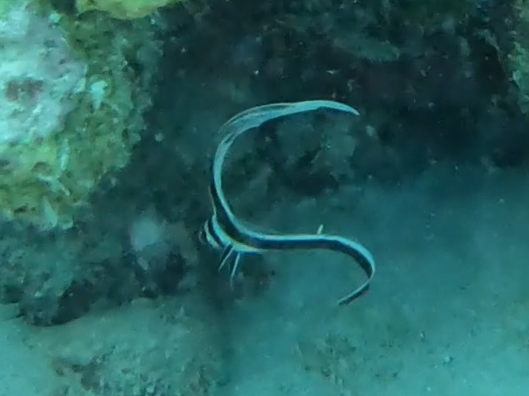 Dive Center Scuba Do-威廉斯塔德必去景点