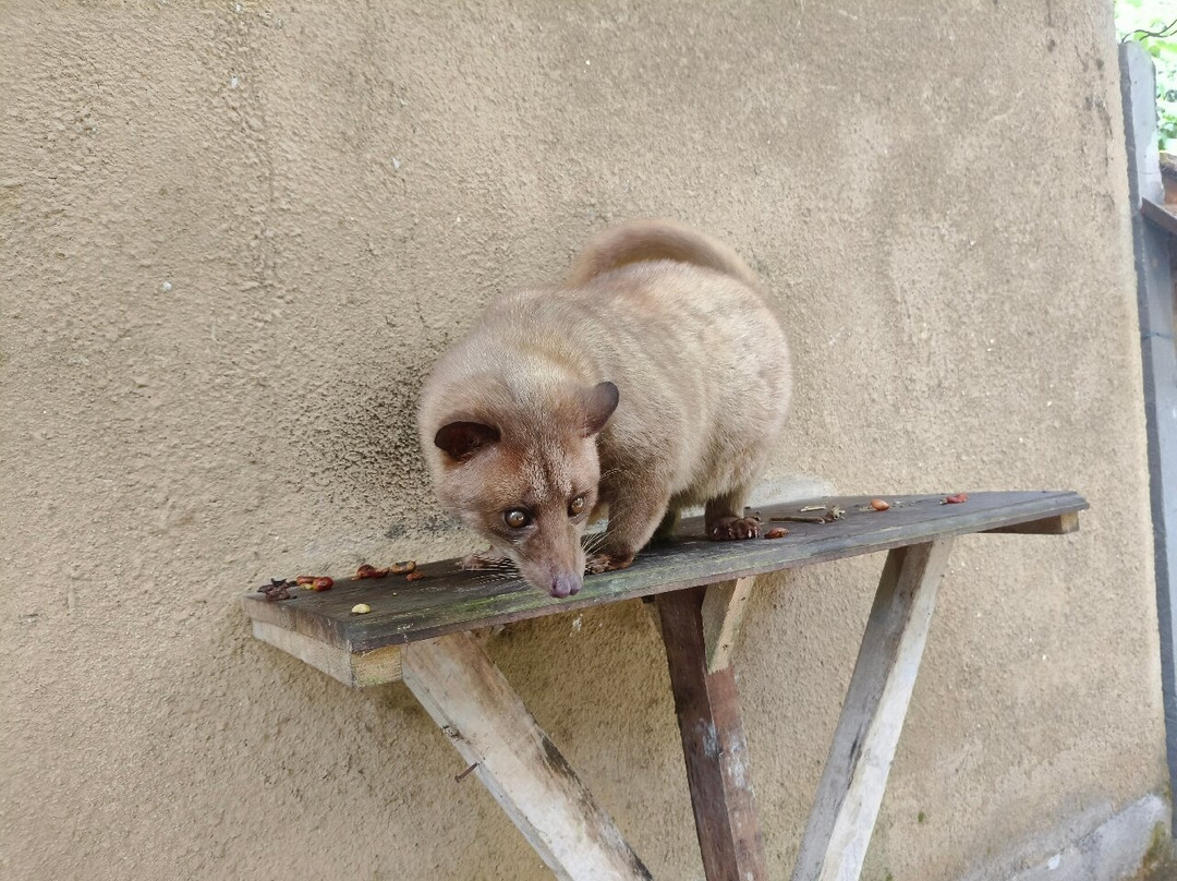Ubud Sari Coffee Luwak Agrotourism-吉安雅必去景点