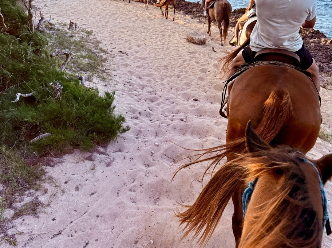 Turtle Bay Resort Horse Riding-卡胡库必去景点