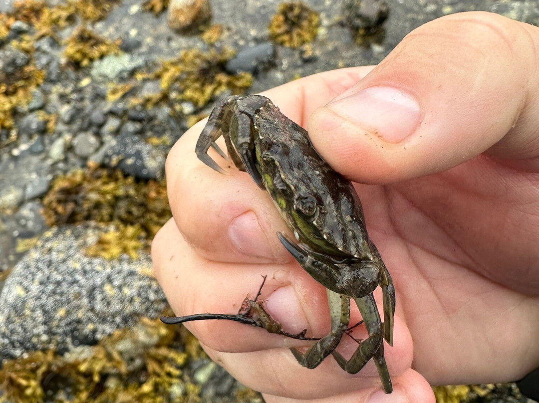 Land Bridge to Bar Island-巴港必去景点