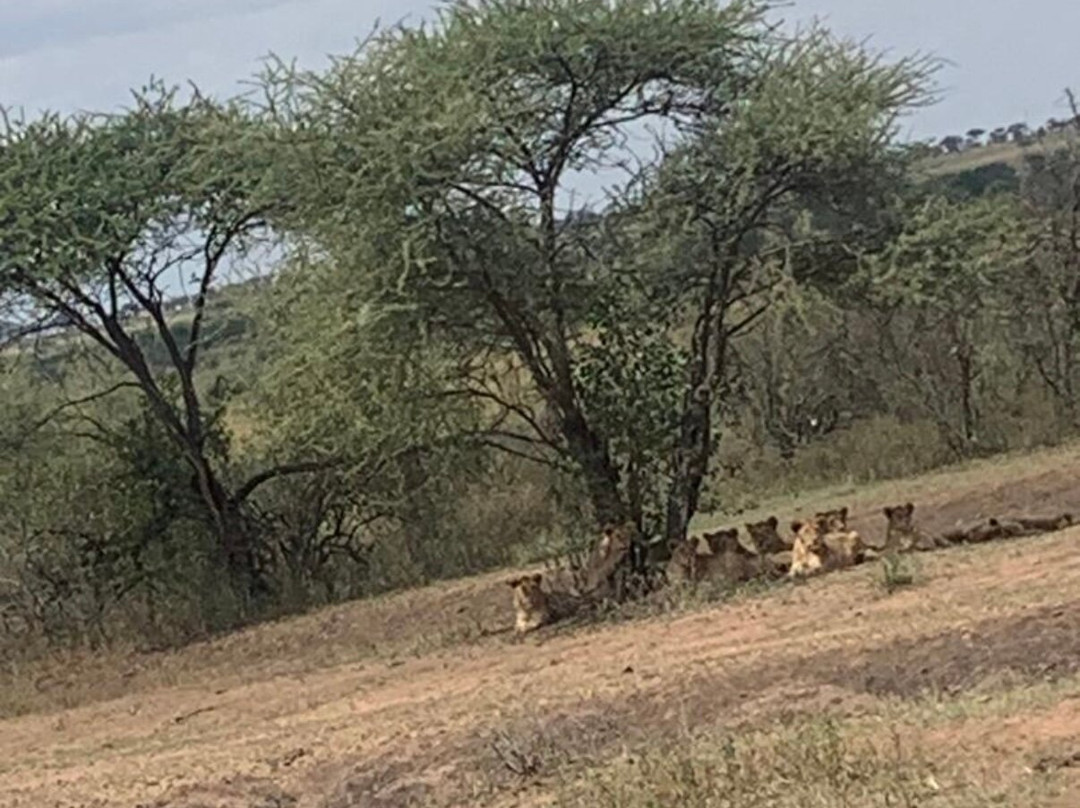 Eyes On Serengeti-阿鲁沙必去景点