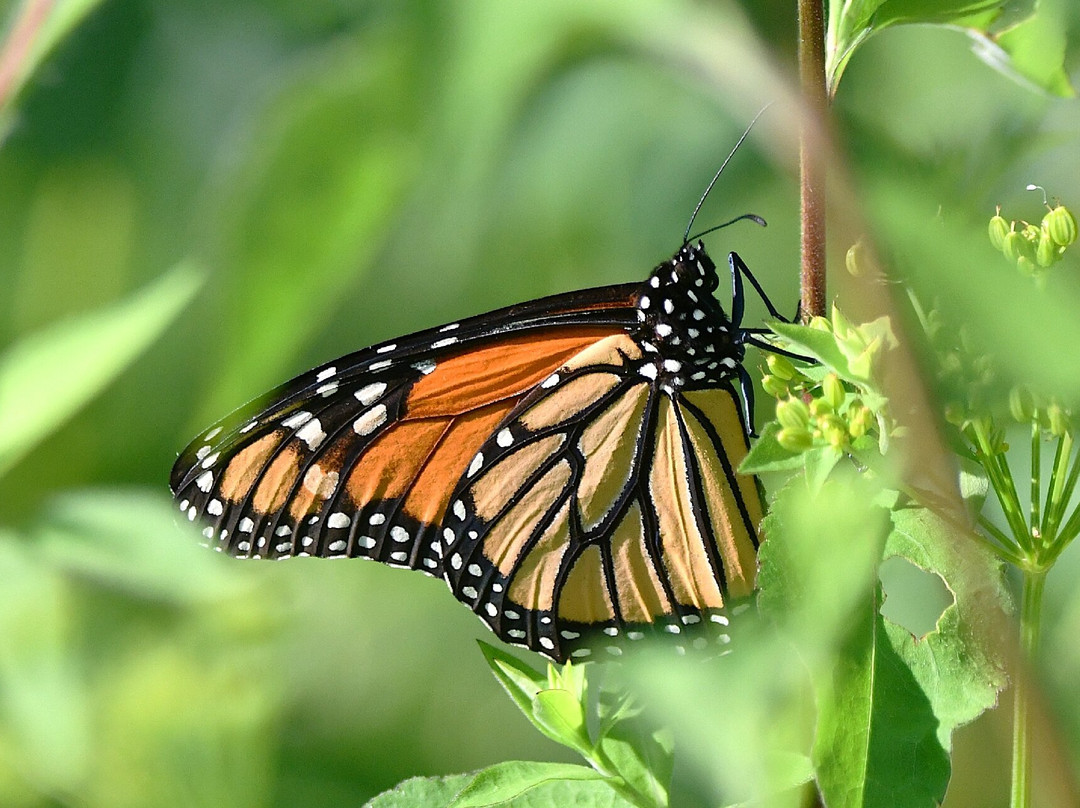 Lakeshore Nature Preserve at University of Wisconsin-麦迪逊必去景点