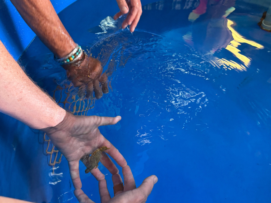 海洋骑士海马牧场-凯鲁瓦-柯纳必去景点
