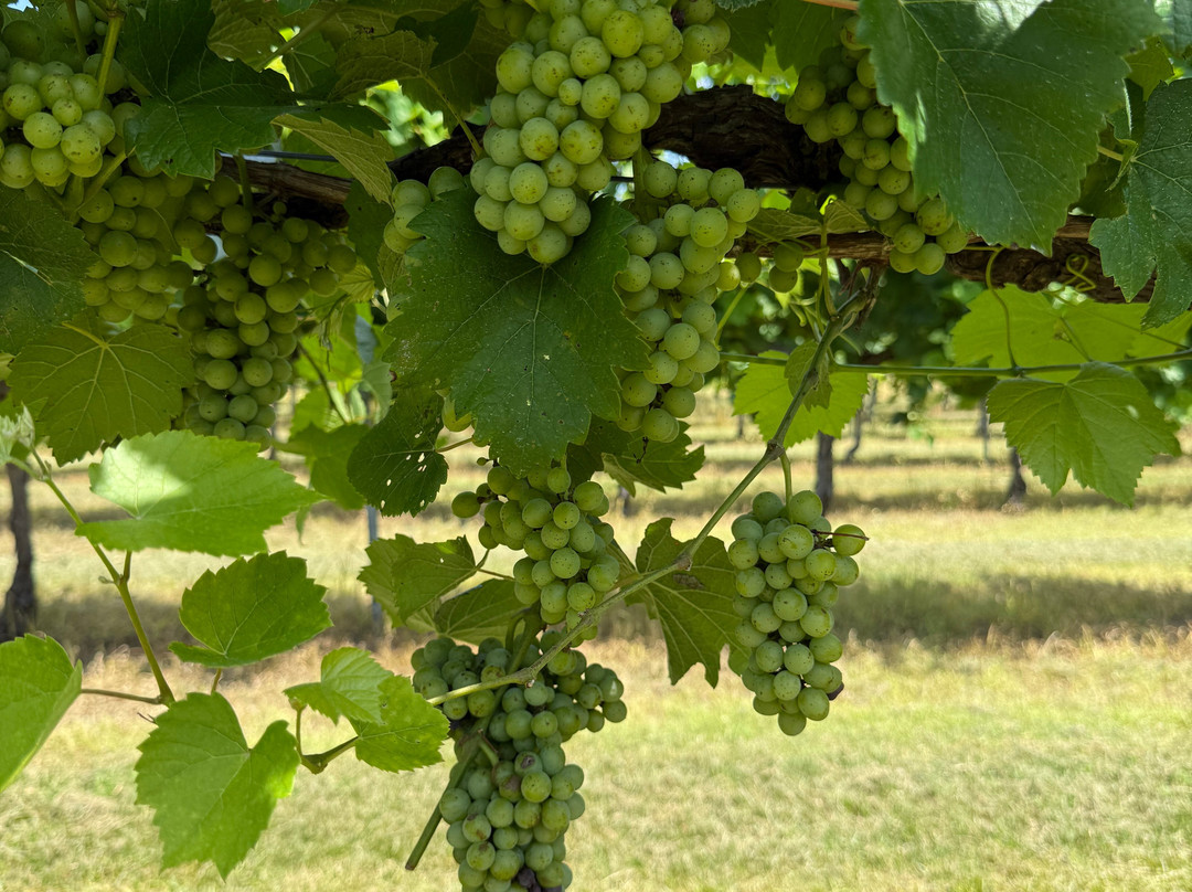 Century Farm Winery-Jackson必去景点