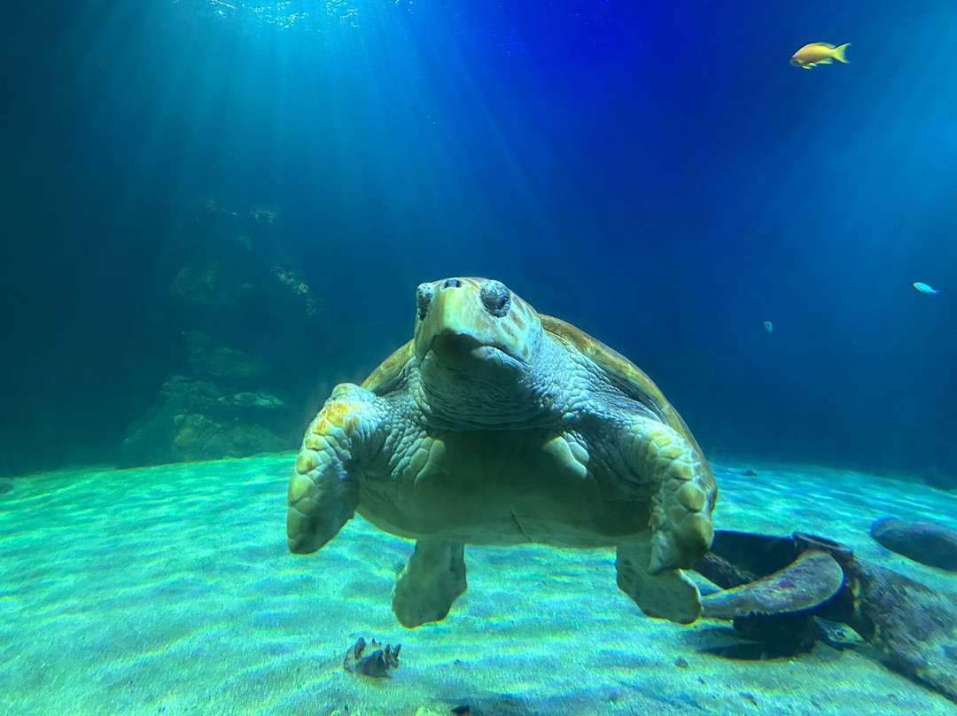 Dingle Oceanworld Aquarium-丁格尔必去景点