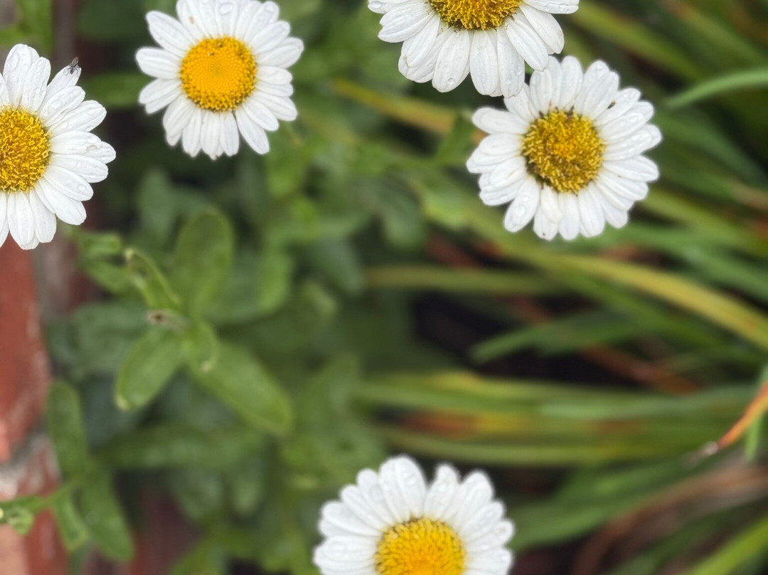 Hawksbill Greenway-卢雷必去景点