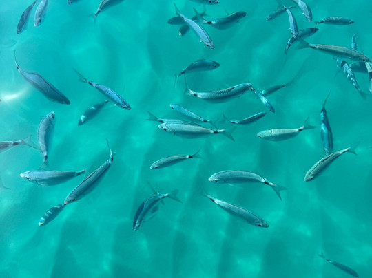Centro Escursioni il CANNONE-特罗佩阿必去景点