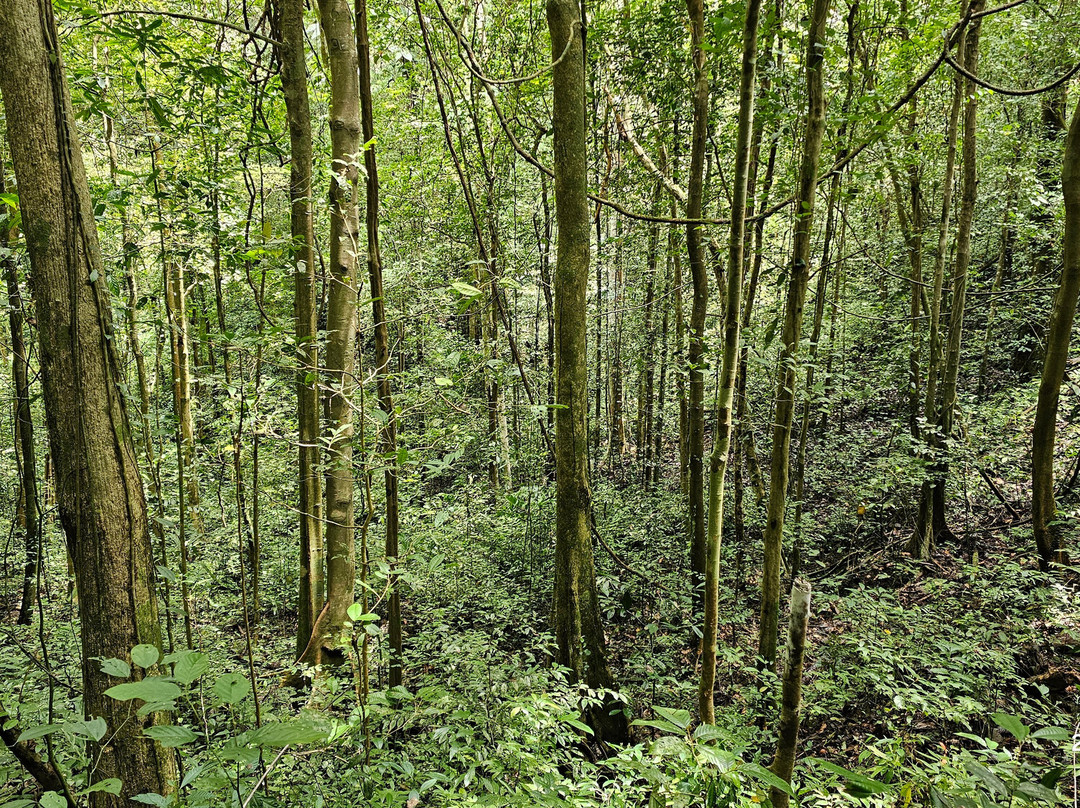 Rajah Sikatuna Protected Landscape-薄荷岛必去景点