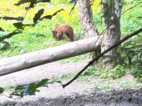 Wild Romania Travel-布拉索夫必去景点