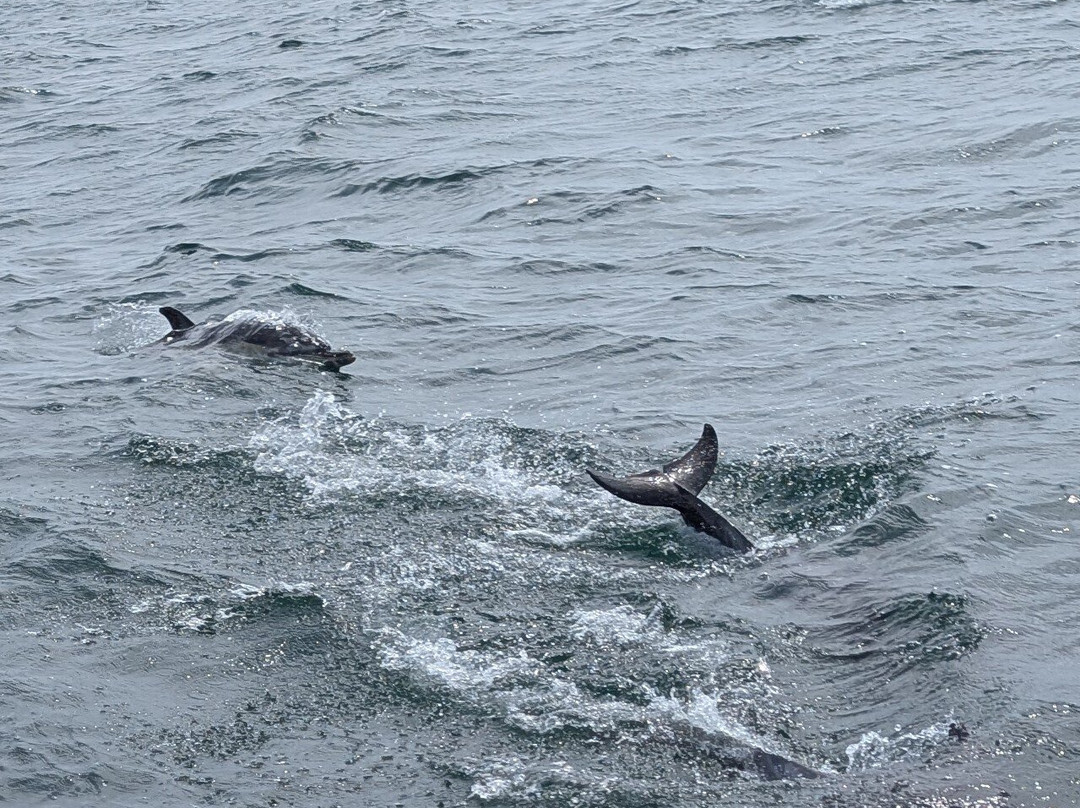 Cormorant Cruising-Mousehole必去景点