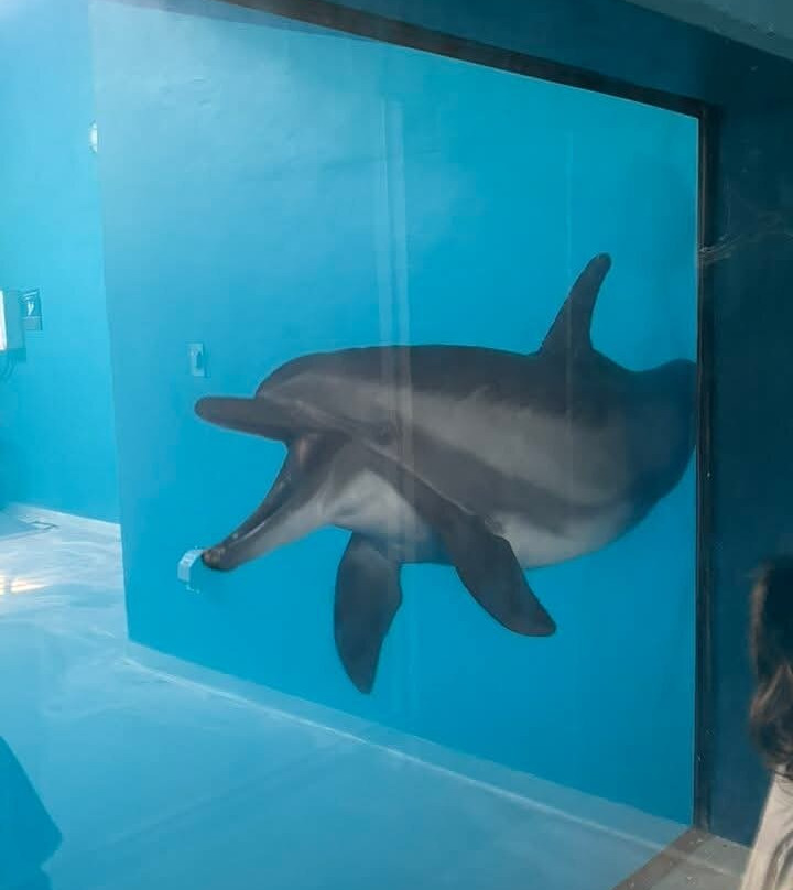 The Institute for Marine Mammal Studies-格尔夫波特必去景点