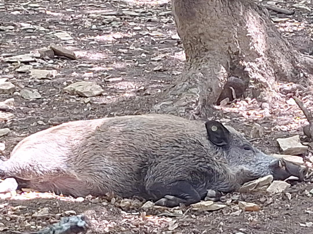 Zoodyssée-Villiers-en-Bois必去景点