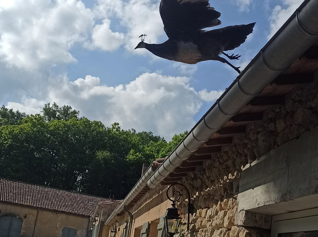 Alice au pays des Paons-阿维桑必去景点