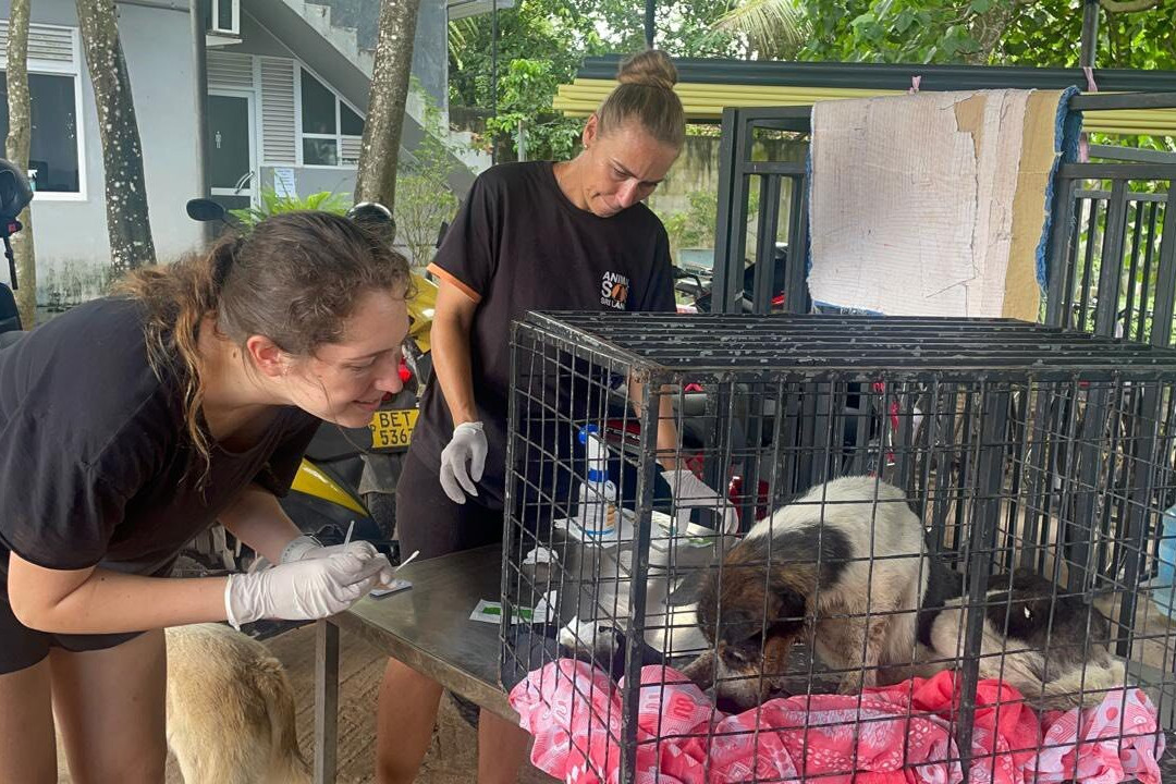 Animal SOS Sri Lanka-阿杭玛必去景点