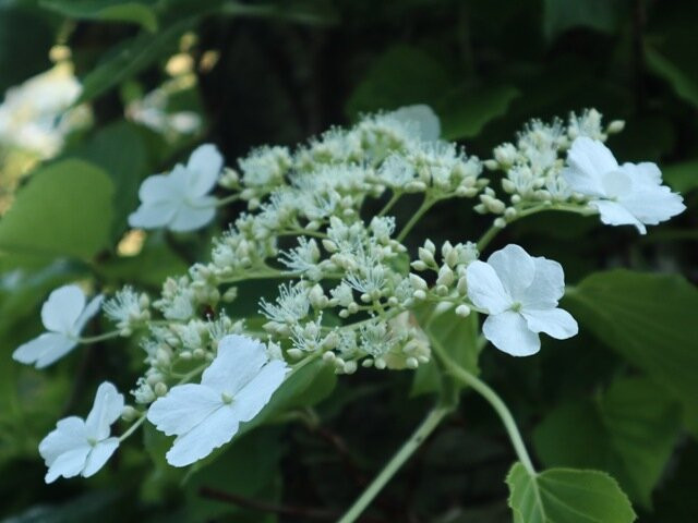 Himenuma-利尻富士町必去景点