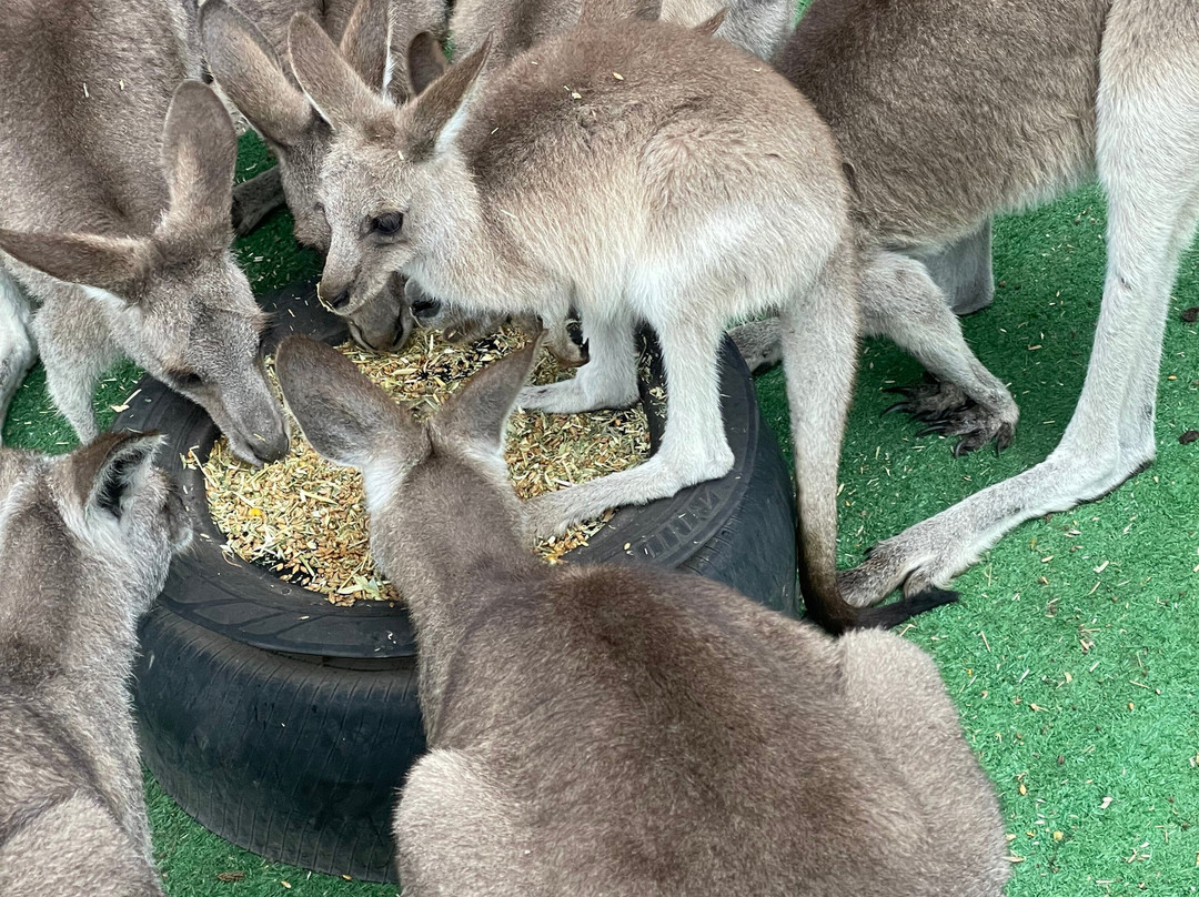 Horizons Kangaroo Sanctuary & Camp Ground-Agnes Water必去景点