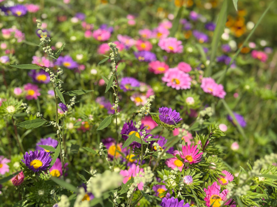 Pluktuin het Platteland-Putten必去景点