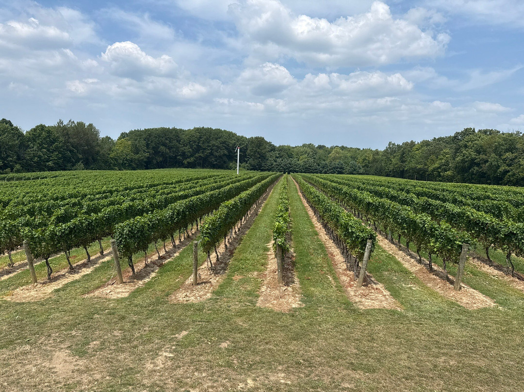 M Cellars-Geneva必去景点