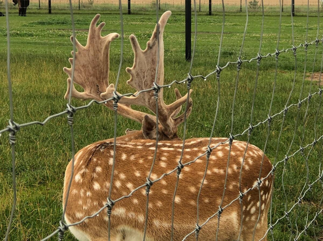 Alpaku Auginimas-Dargaiciai必去景点