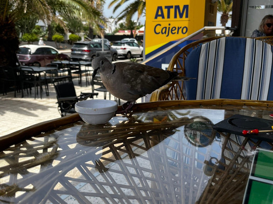 Dickens Cocktail Bar-科斯塔特吉塞必去景点