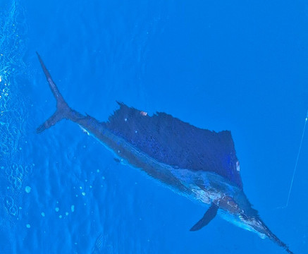 Broome Billfish Charters-布鲁姆必去景点