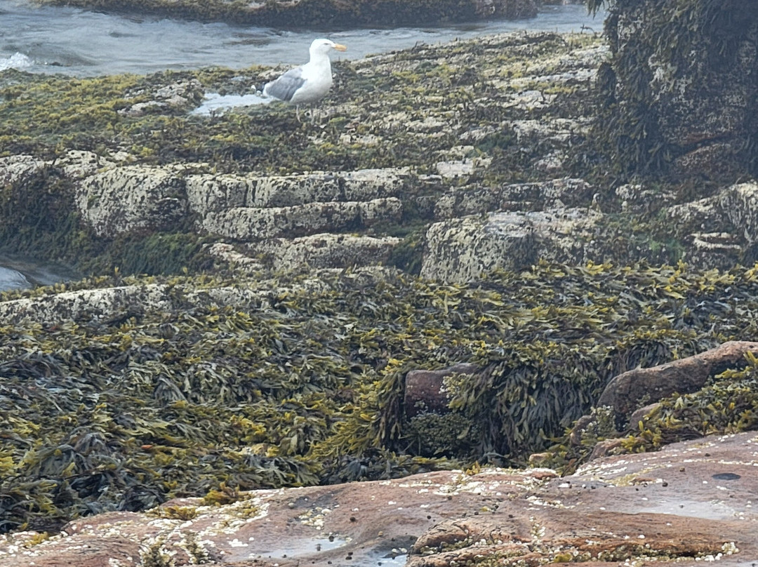 Wonderland Trail-Southwest Harbor必去景点