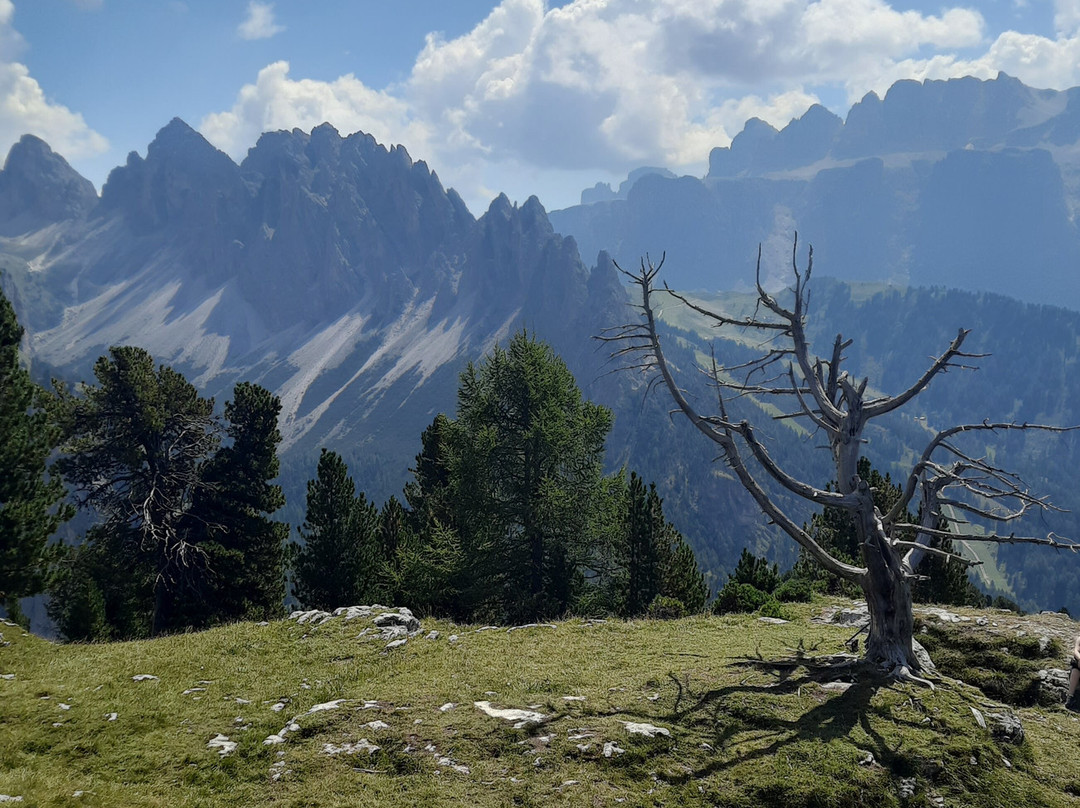 Sentiero per Rifugio Stevia-塞尔瓦迪加尔代纳必去景点