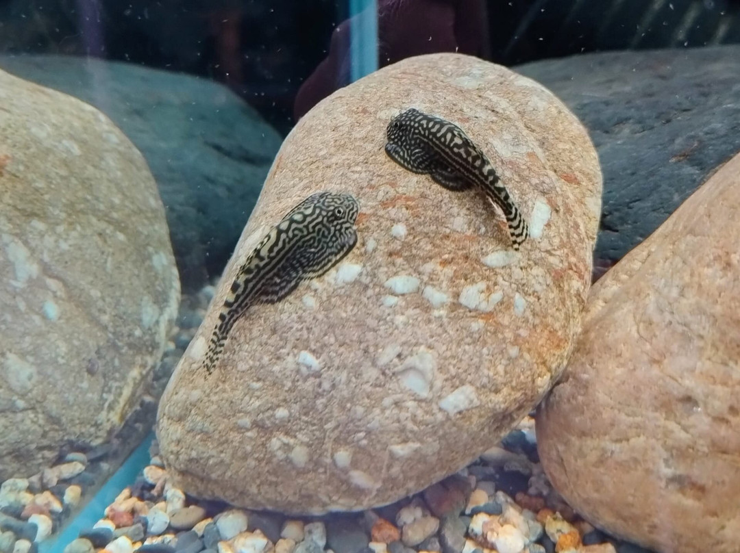 IM Aqua - Aquarium Gallery Tour-苏佩塔尔必去景点