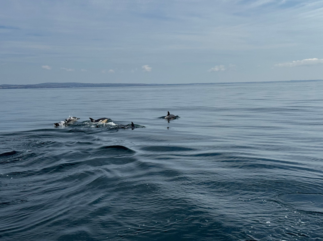 Kingfisher Coastal Charters-Newlyn必去景点