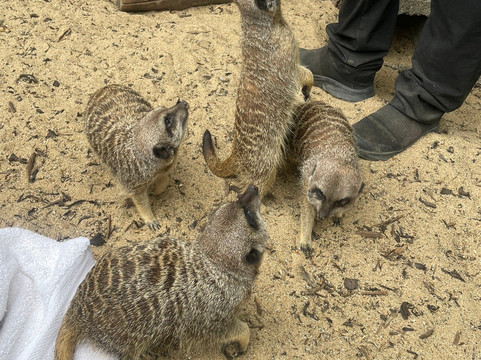 Wells House & Gardens-Gorey必去景点