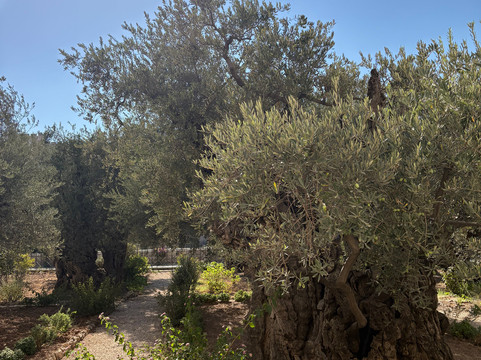 HavaYa Tours Israel-雅法必去景点