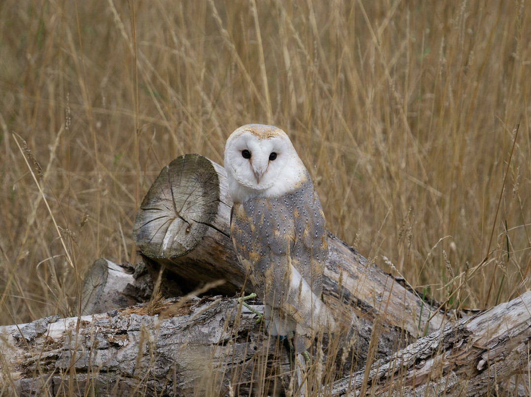 Coda Falconry-豪恩斯洛必去景点