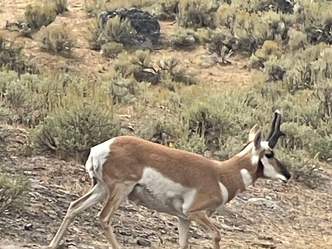 Yellowstone Wolf Tracker-加德纳必去景点