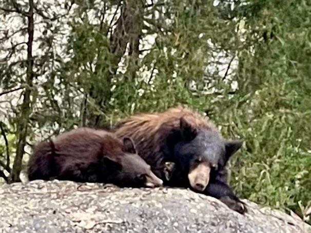 Yellowstone Wolf Tracker-加德纳必去景点