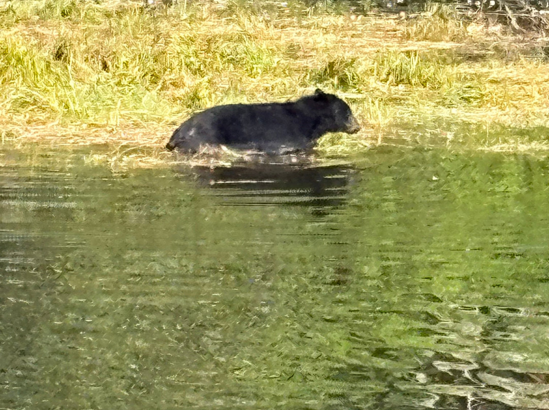 Alaska Rainforest Sanctuary-凯奇坎必去景点