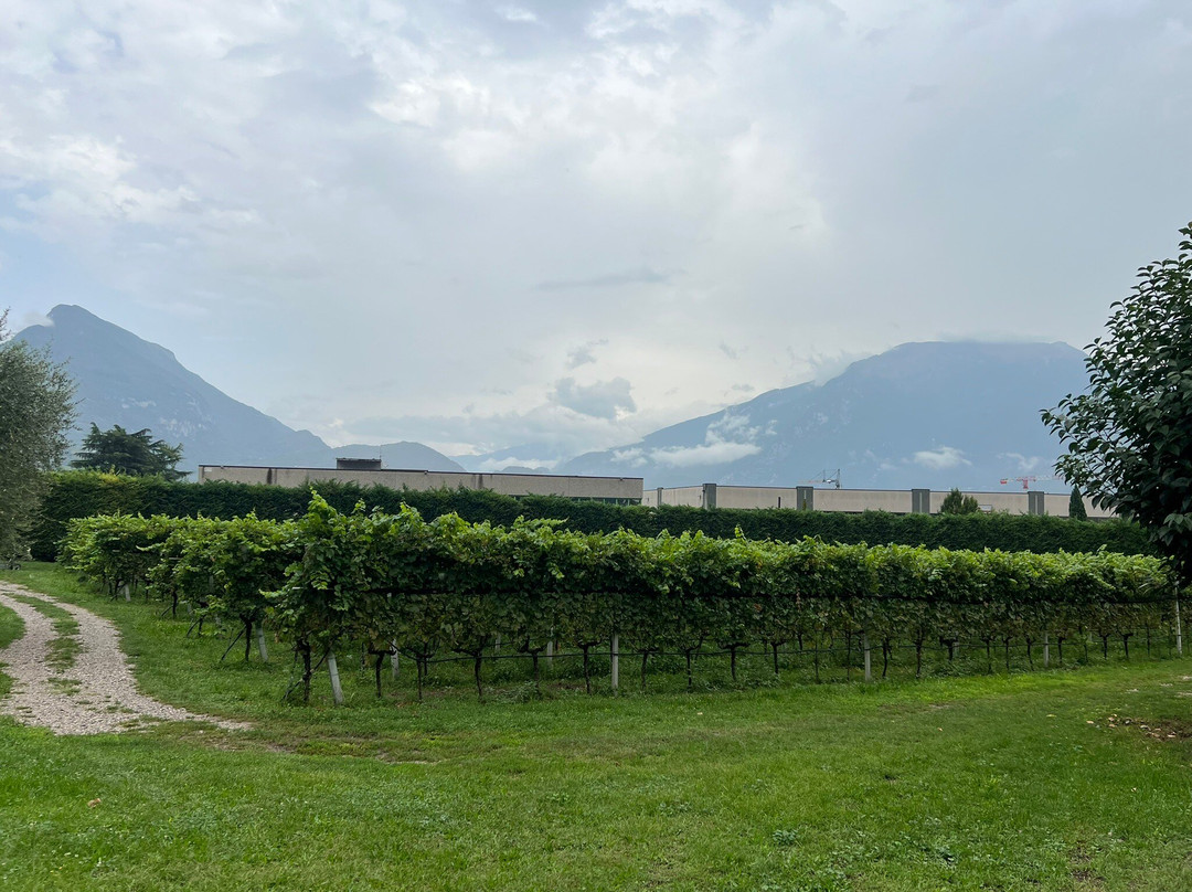 Azienda Agricola Comai