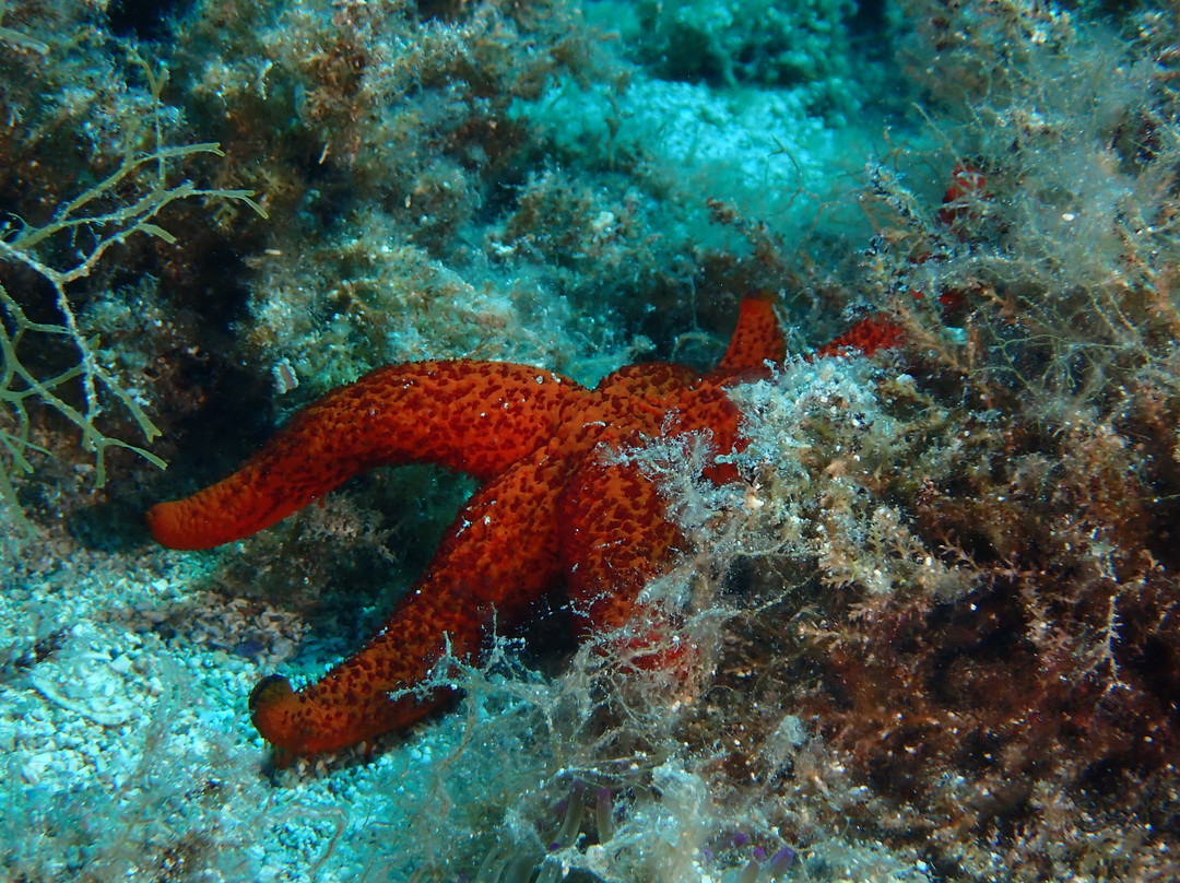 Trogir Diving Center - Day Dive-欧克鲁格勾基必去景点