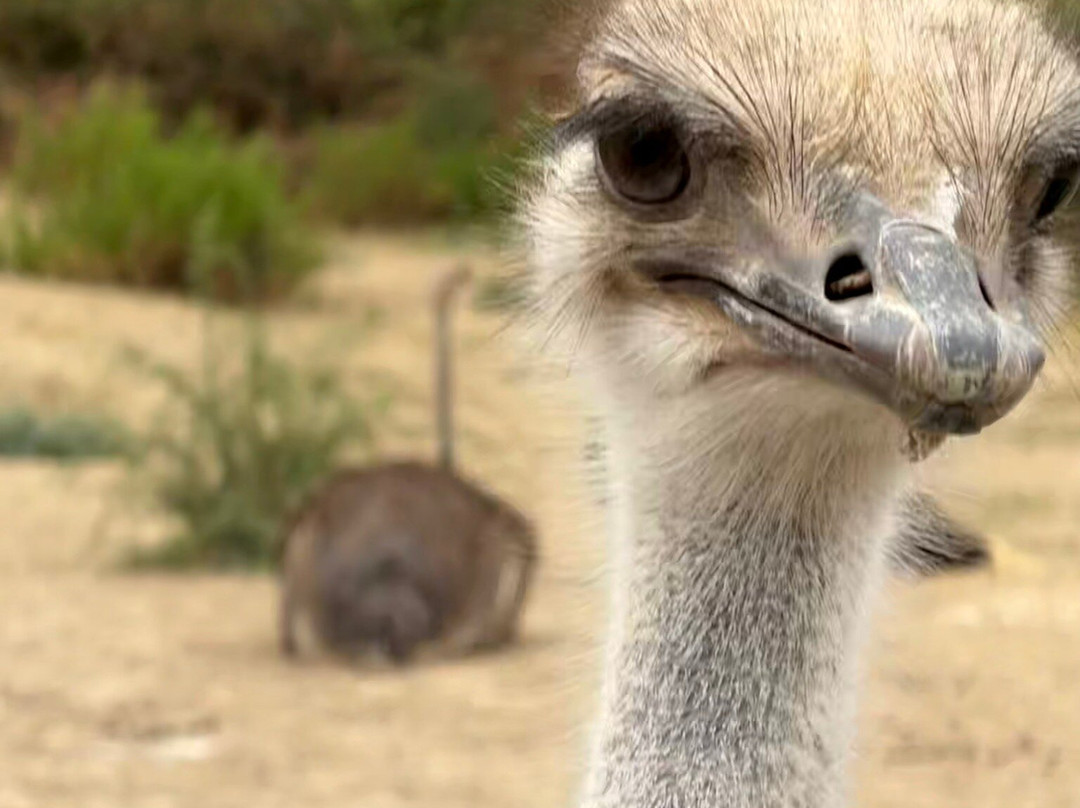 Le Parc Australien-卡尔卡松必去景点
