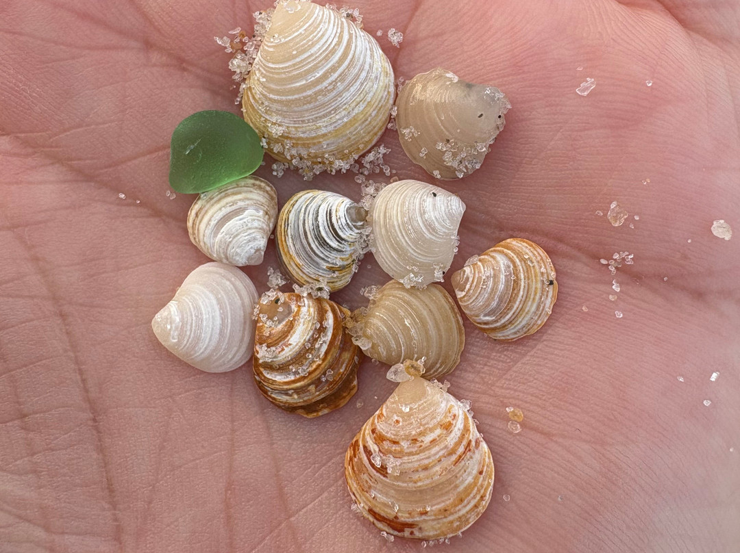 The Palms Hotel Fire Island主图